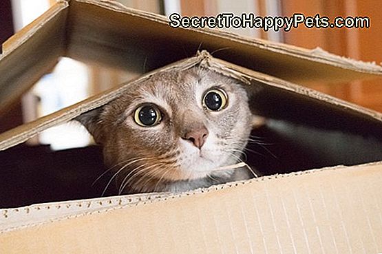 Mačka igra Peek a Boo v škatli