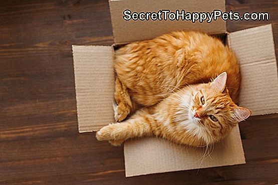 Ingverjeva mačka leži v škatli na leseni podlagi.