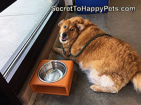 Nunca Adivinarás Cómo Se Ve Este Cachorro Obeso Ahora Después De Ir Al Gimnasio Para Perros