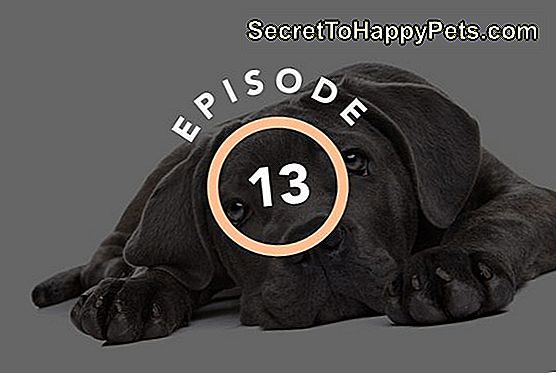 Episodul 13: Adevărul Surprinzător Despre Câinele De Familie