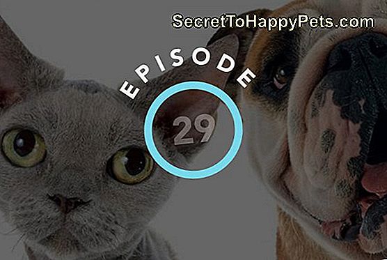 Епизода 29: Јесу Ли Мачке И Пси Паметнији Од Човека?
